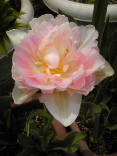 ���q�́[��