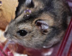   ���������L