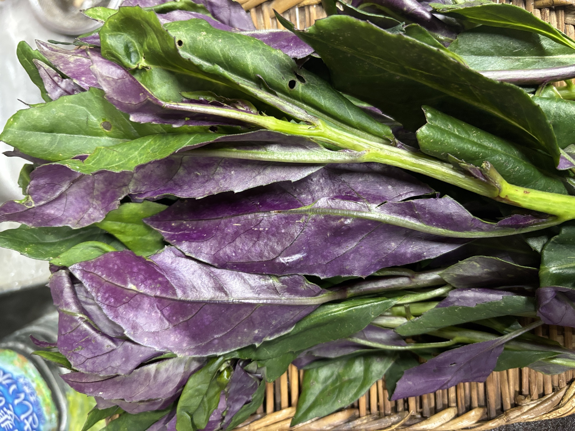 Ƃ킸ƂȂ܂iƋƍ  w  Sxj