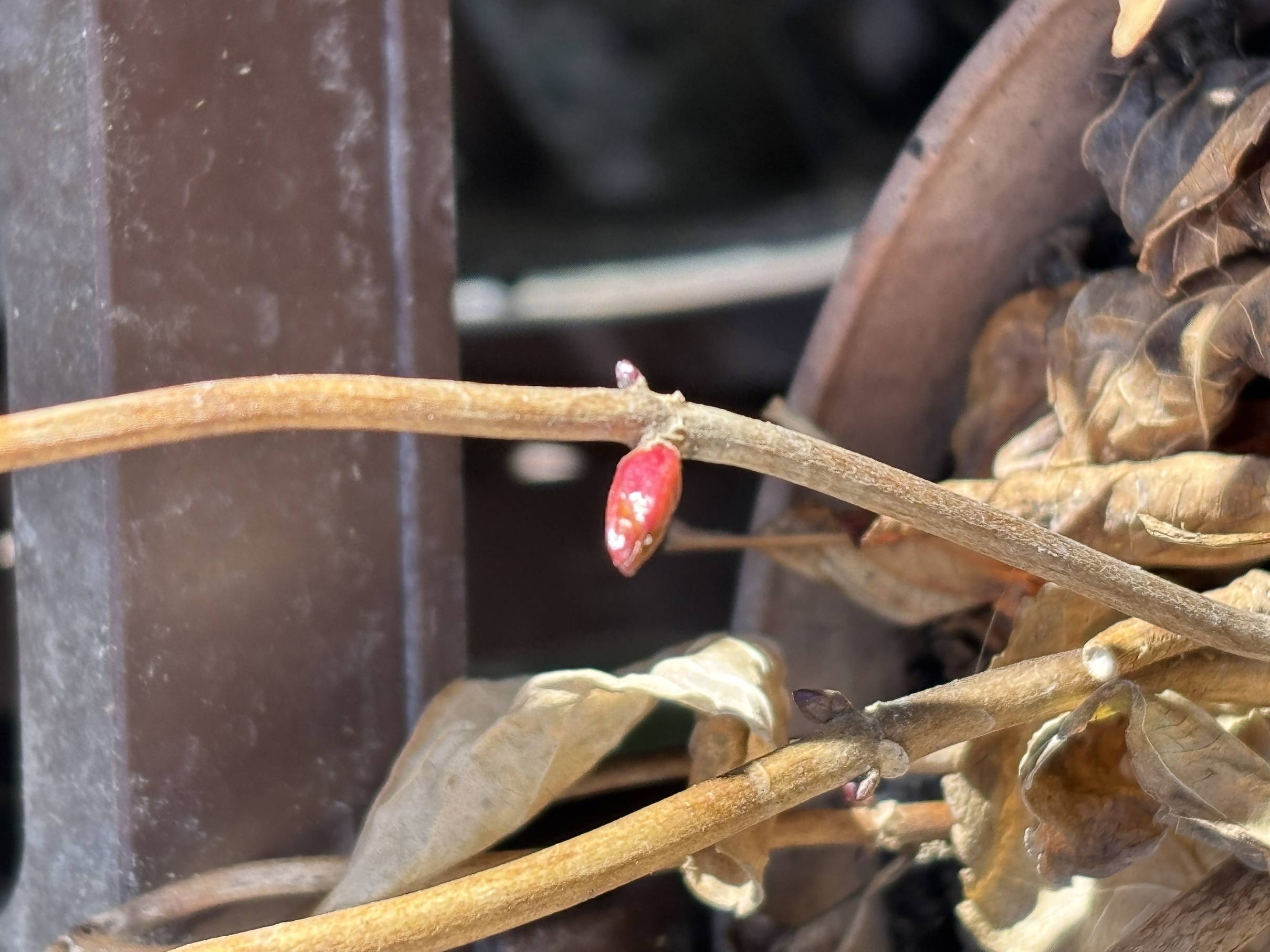 ���Ƌ��ƍ�  �w �� �S�x