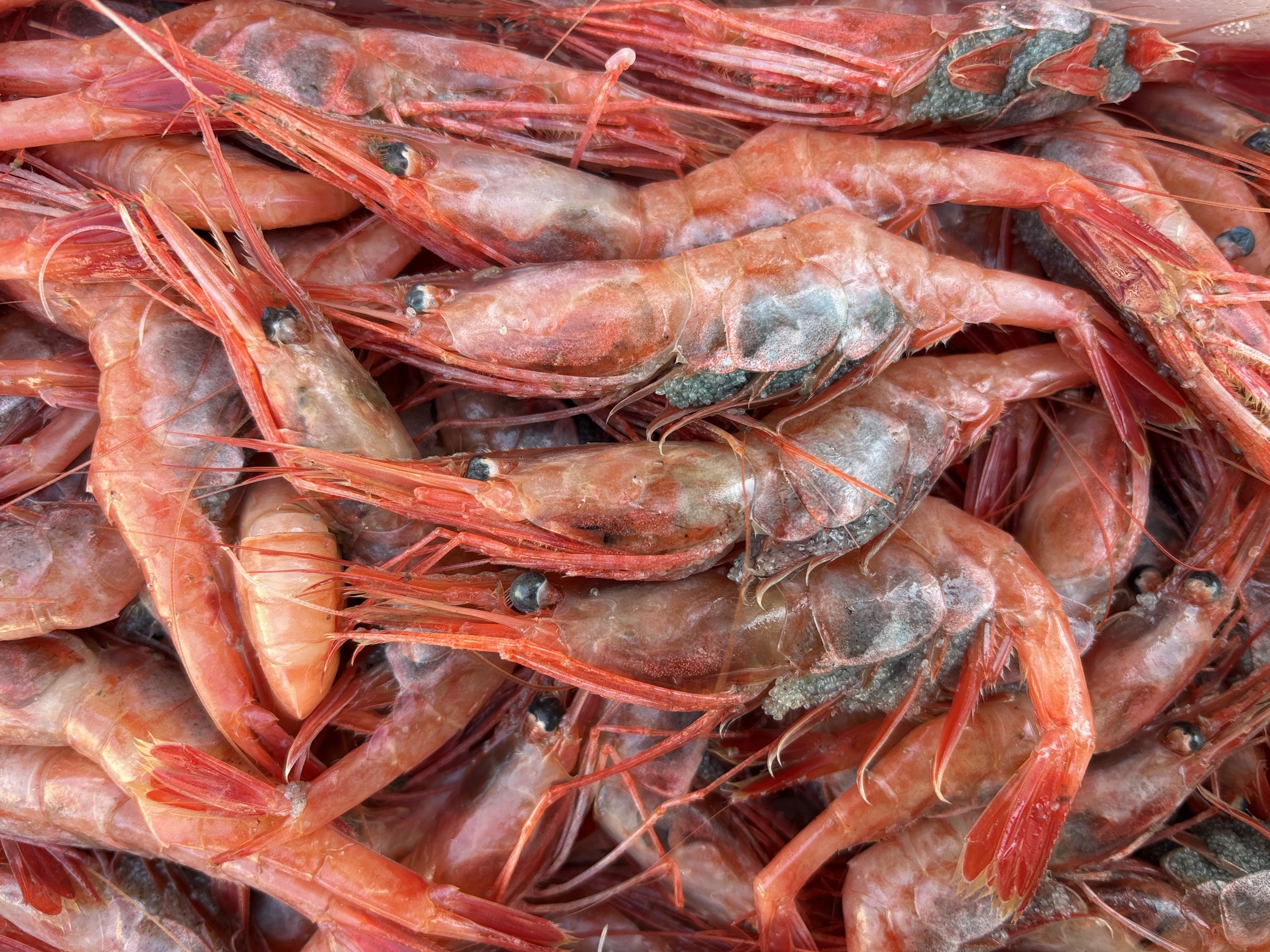 �p�L�p�L�A�o���o���I�i���Ƌ��ƍ�  �w �� �S�x�j