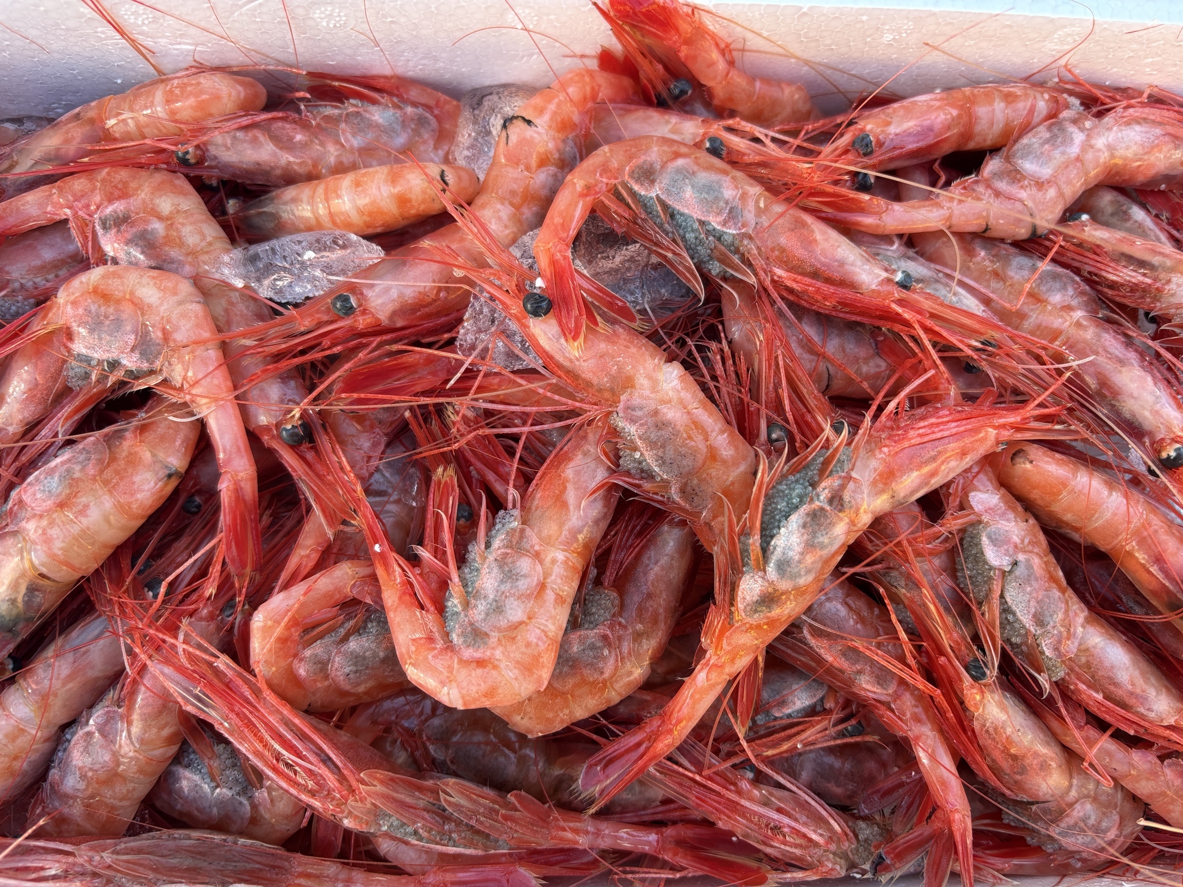 ���򒆉��s�꒼���ցi���Ƌ��ƍ�  �w �� �S�x�j