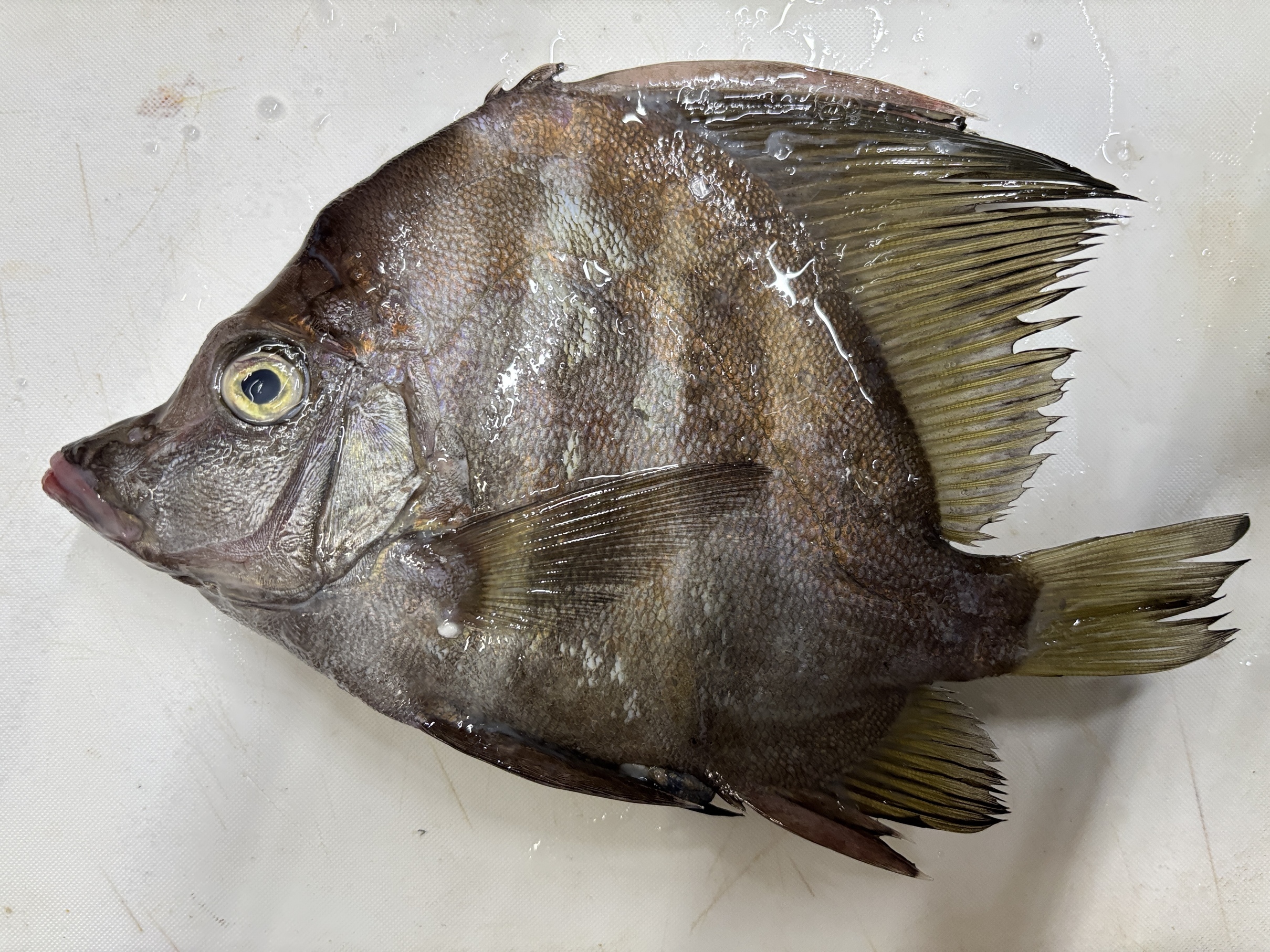 �J���r�V���i���Ƌ��ƍ�  �w �� �S�x�j