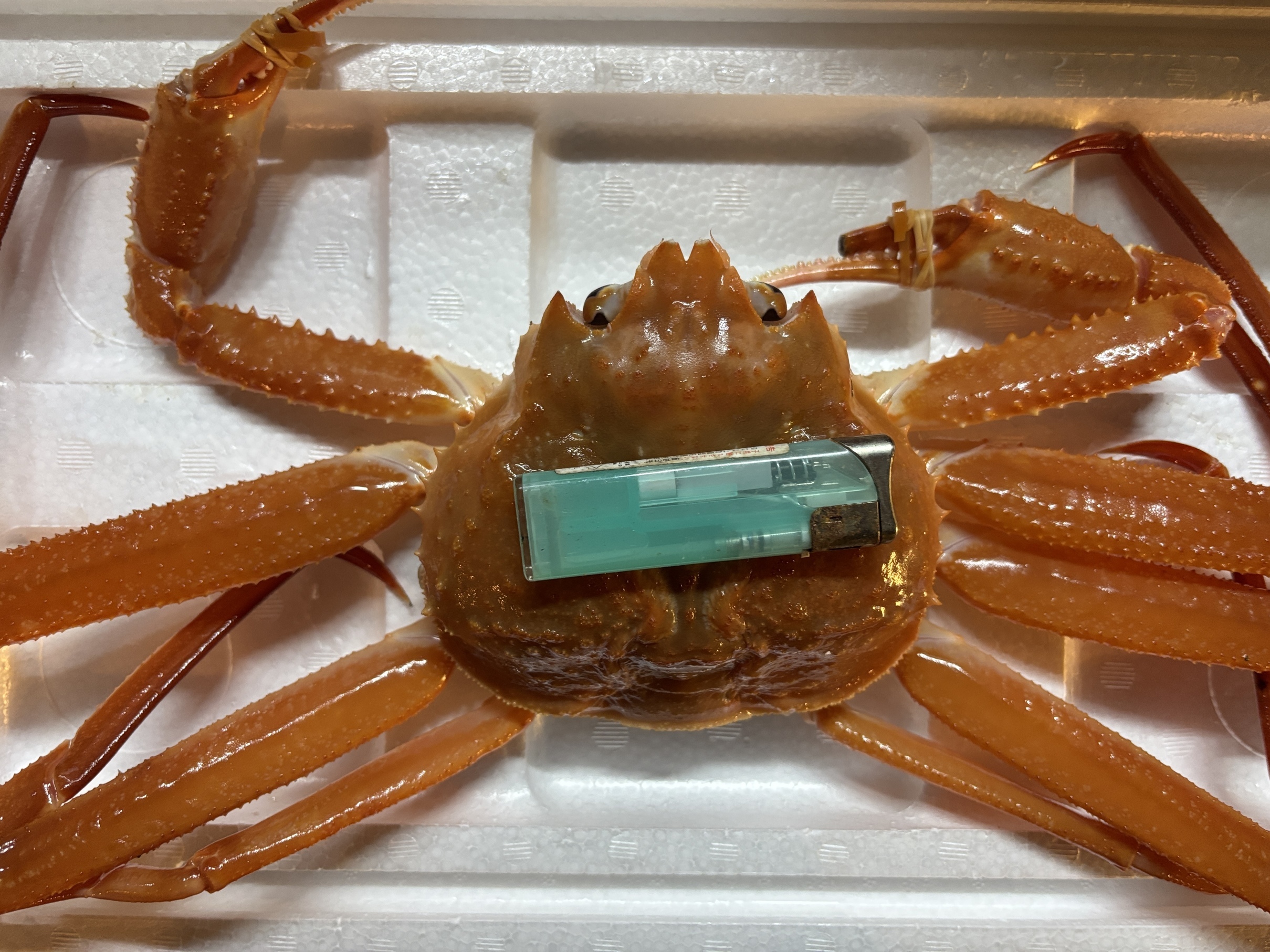 ���܂��ł́w���̍������Ɂx�i���Ƌ��ƍ�  �w �� �S�x�j