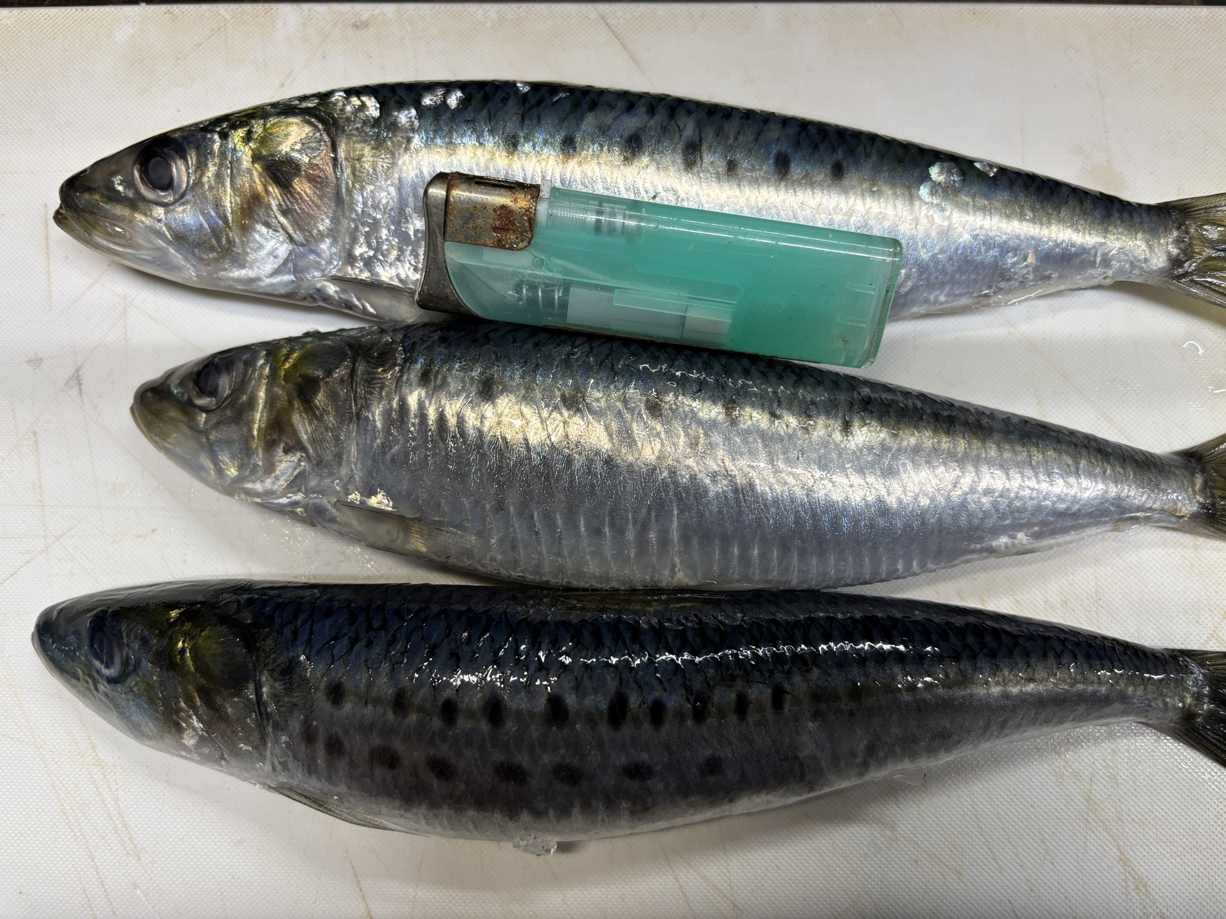 ���v���Ԃ�`�i���Ƌ��ƍ�  �w �� �S�x�j