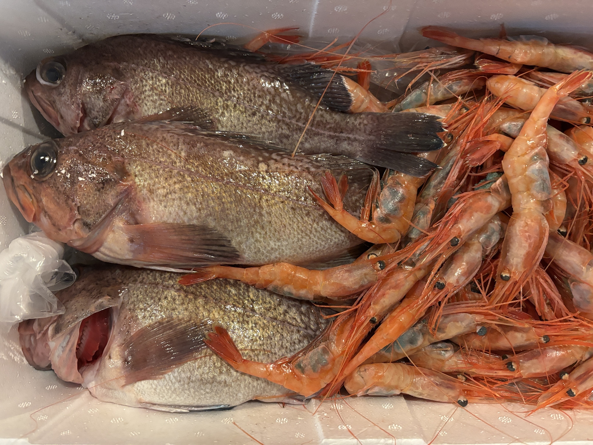 ���򑍍��s��ց@�����i���Ƌ��ƍ�  �w �� �S�x�j