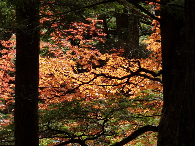 �X���[�N�ێR�̐��E