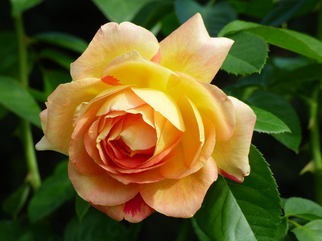 �X���[�N�ێR�̐��E