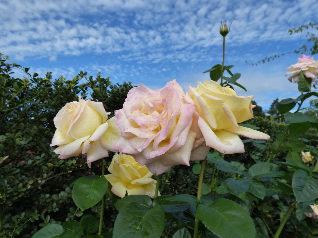 �X���[�N�ێR�̐��E