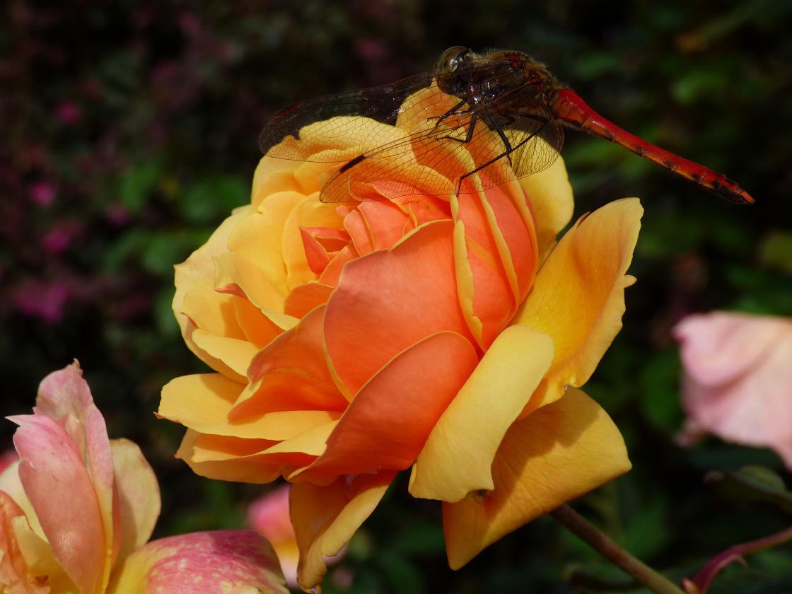 �X���[�N�ێR�̐��E