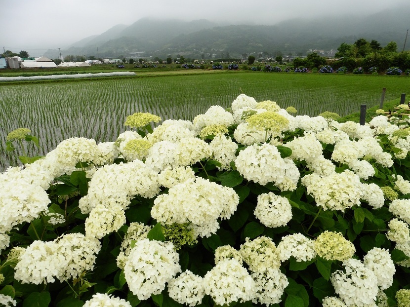 �X���[�N�ێR�̐��E