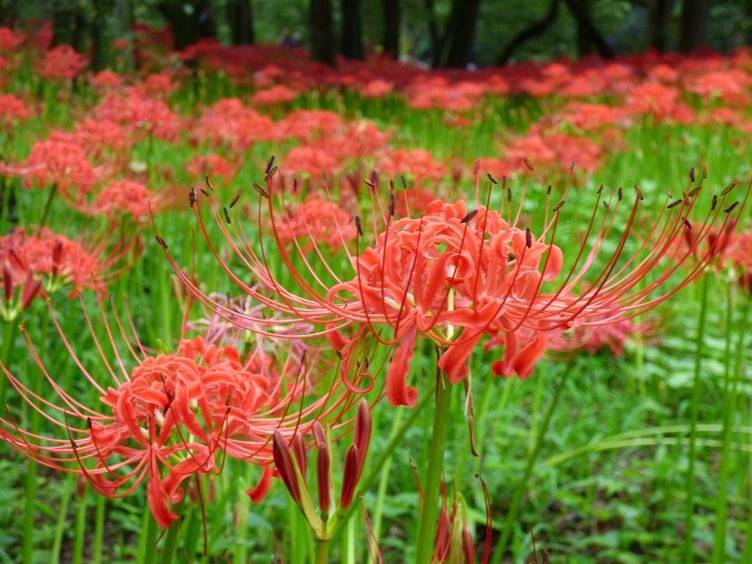 �X���[�N�ێR�̐��E