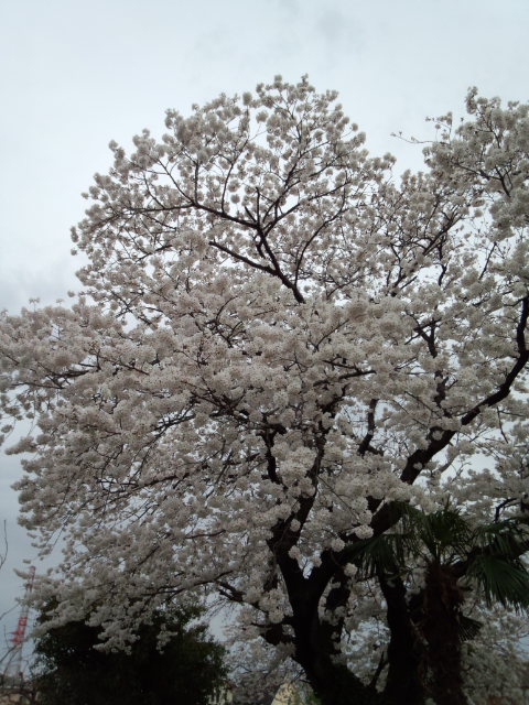 ��Ȃ̂Ԃ₫�B