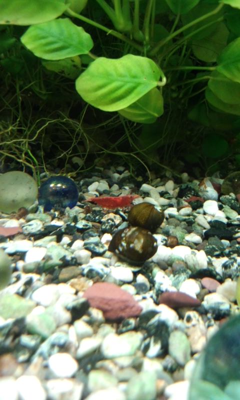 ��Ȃ̂Ԃ₫�B