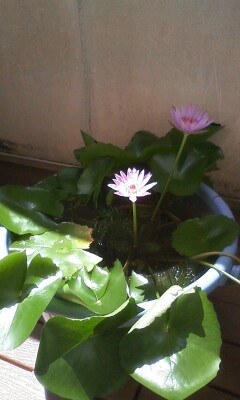 ��Ȃ̂Ԃ₫�B