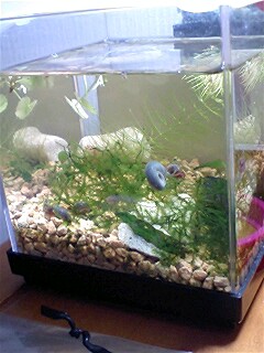 ��Ȃ̂Ԃ₫�B