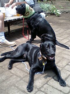 ��Ȃ̂Ԃ₫�B