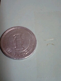 ��Ȃ̂Ԃ₫�B