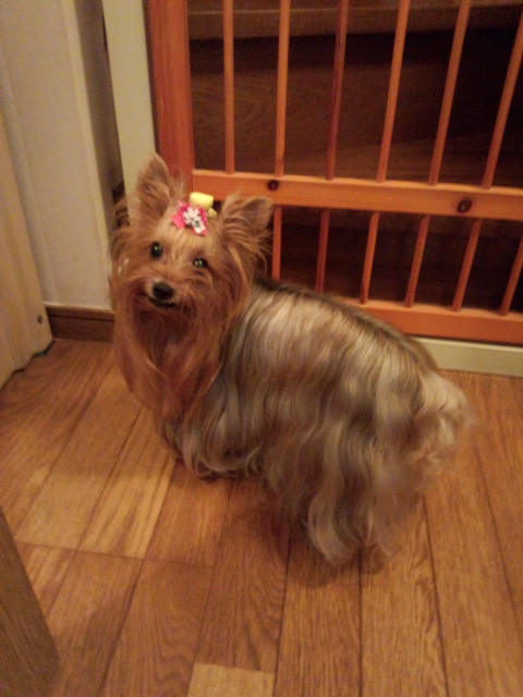 ��Ȃ̂Ԃ₫�B