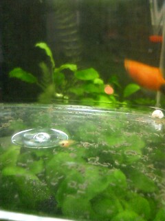 ��Ȃ̂Ԃ₫�B