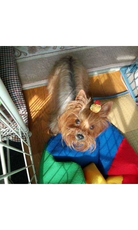 ��Ȃ̂Ԃ₫�B