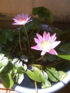 ��Ȃ̂Ԃ₫�B