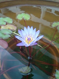 ��Ȃ̂Ԃ₫�B