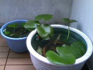 ��Ȃ̂Ԃ₫�B