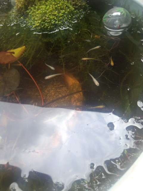 ��Ȃ̂Ԃ₫�B