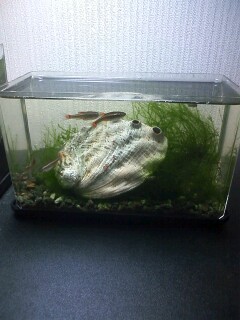 ��Ȃ̂Ԃ₫�B