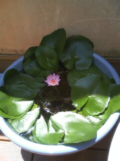 ��Ȃ̂Ԃ₫�B