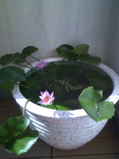 ��Ȃ̂Ԃ₫�B