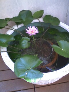 ��Ȃ̂Ԃ₫�B