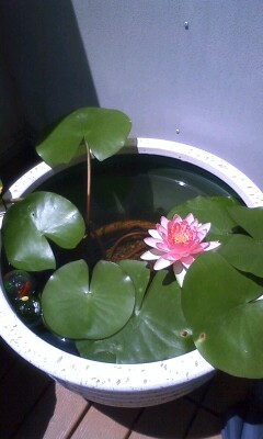 ��Ȃ̂Ԃ₫�B