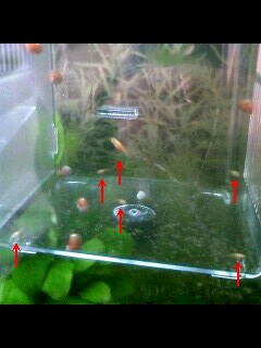 ��Ȃ̂Ԃ₫�B