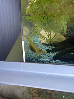 ��Ȃ̂Ԃ₫�B