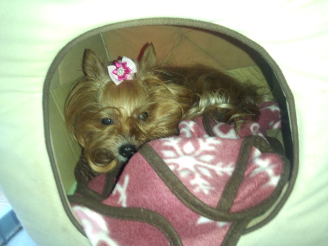 ��Ȃ̂Ԃ₫�B