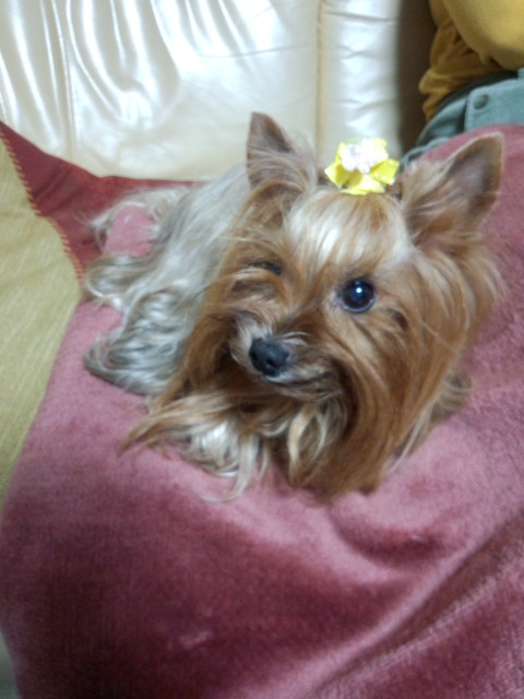 ��Ȃ̂Ԃ₫�B