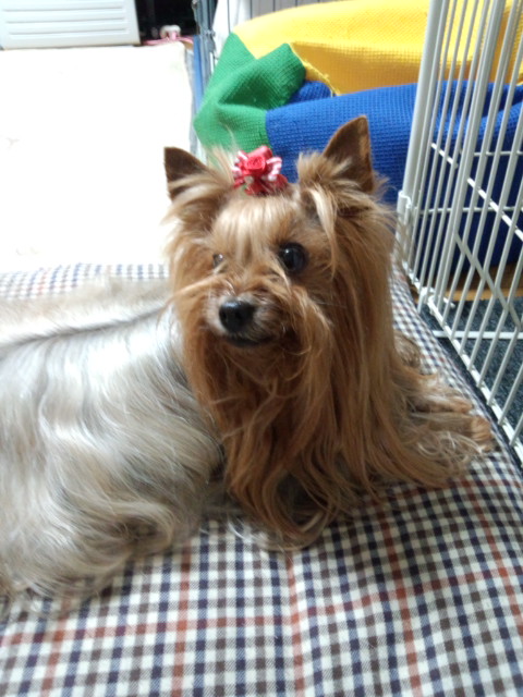 ��Ȃ̂Ԃ₫�B