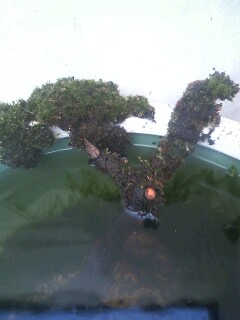 ��Ȃ̂Ԃ₫�B