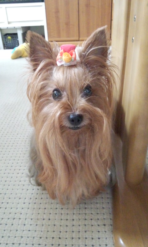 ��Ȃ̂Ԃ₫�B