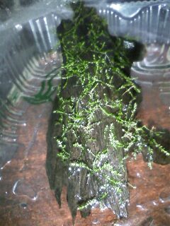 ��Ȃ̂Ԃ₫�B