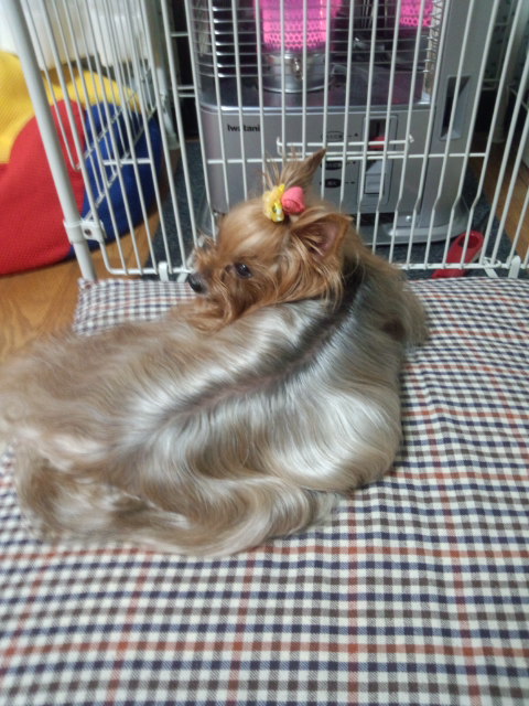 ��Ȃ̂Ԃ₫�B