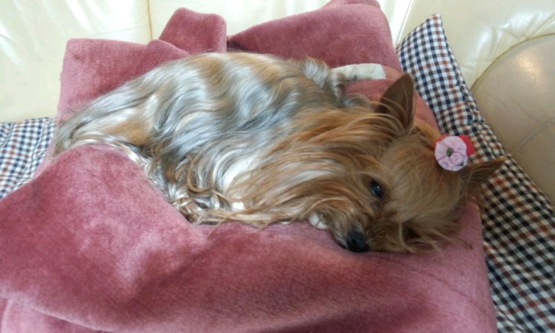 ��Ȃ̂Ԃ₫�B