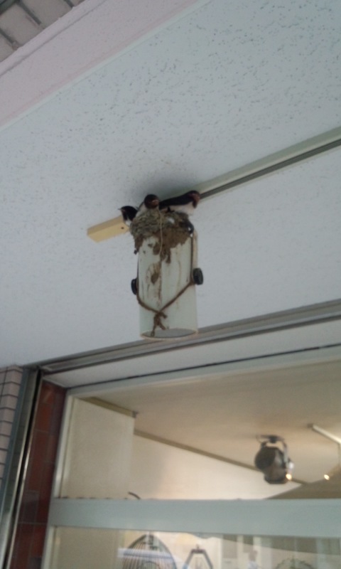 ��Ȃ̂Ԃ₫�B