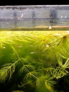 ��Ȃ̂Ԃ₫�B