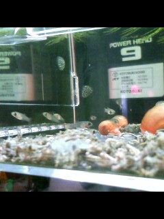 ��Ȃ̂Ԃ₫�B