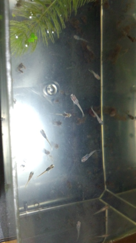 ��Ȃ̂Ԃ₫�B