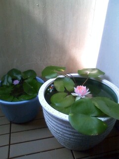 ��Ȃ̂Ԃ₫�B