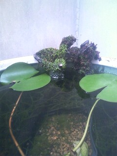 ��Ȃ̂Ԃ₫�B